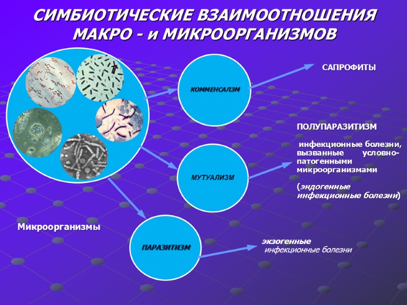 СИМБИОТИЧЕСКИЕ ВЗАИМООТНОШЕНИЯ  МАКРО - и МИКРООРГАНИЗМОВ Микроорганизмы САПРОФИТЫ ПОЛУПАРАЗИТИЗМ   инфекционные болезни,